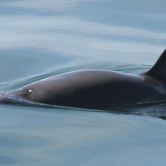 Mexico search set to find world's most endangered porpoises